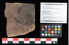 Foto (Objekt + Etikett) von Xylomites liquidambaris Ettingshausen (NHMW-GEO-2024-0188-0059)